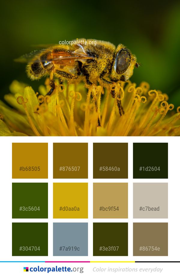 Honey Bee Insect Color Palette