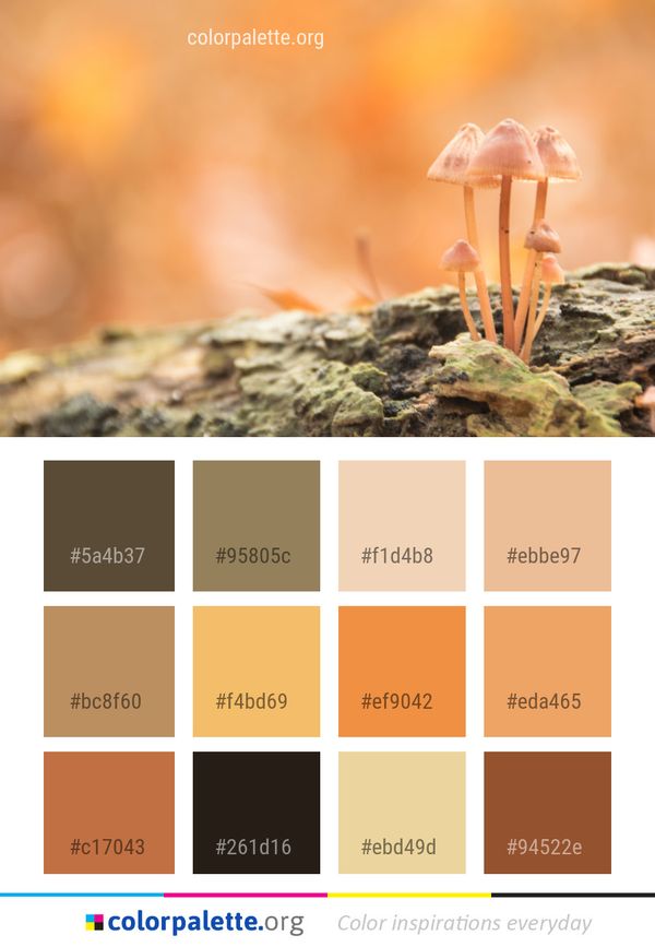 Mushroom Fungus Close Up Color Palette
