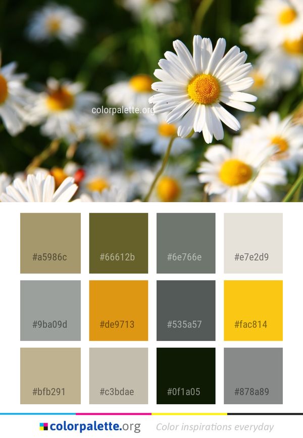 Flower Daisy Oxeye Color Palette
