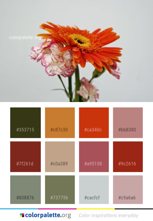 Flower Flowering Plant Yellow Color Palette