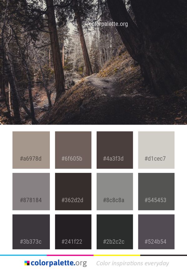 Forest Tree Wilderness Color Palette
