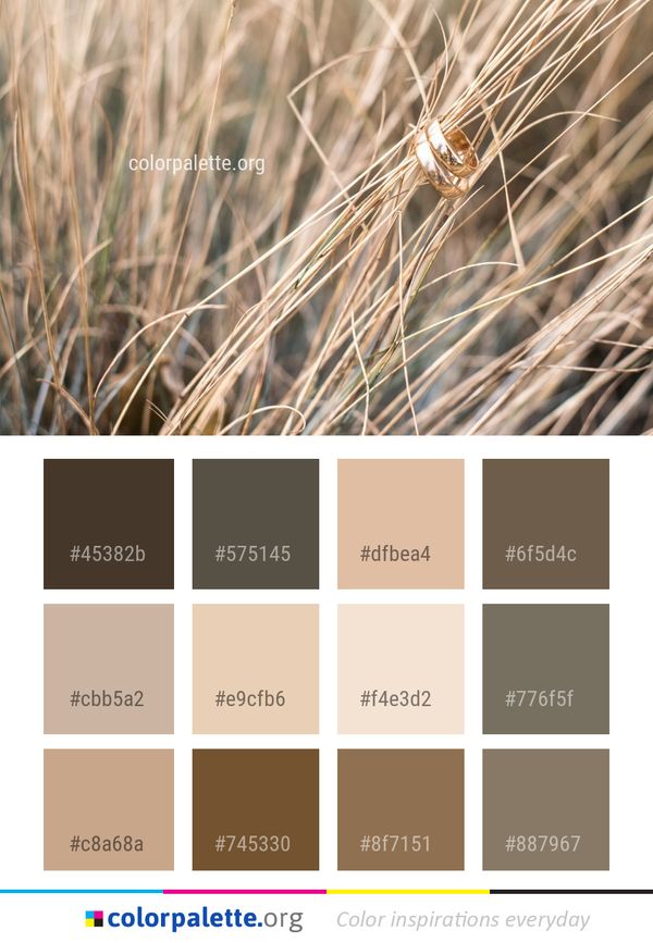 Grass Family Food Grain Wheat Color Palette