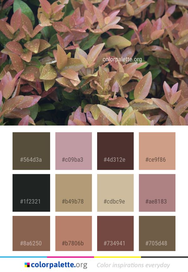 Leaf Plant Autumn Color Palette