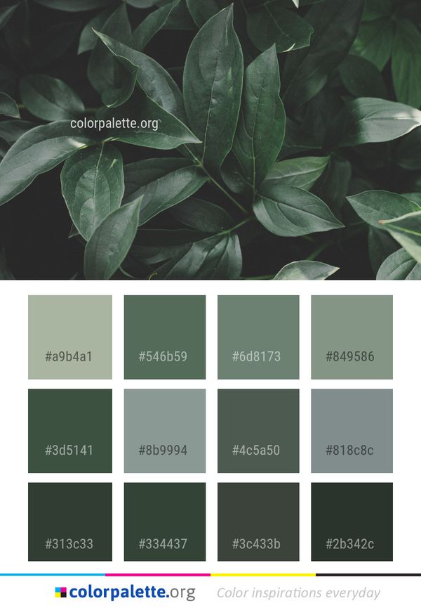 Plant Leaf Flora Color Palette