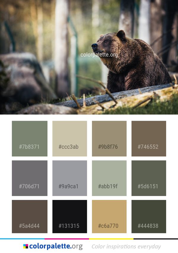 Brown Bear Grizzly Mammal Color Palette