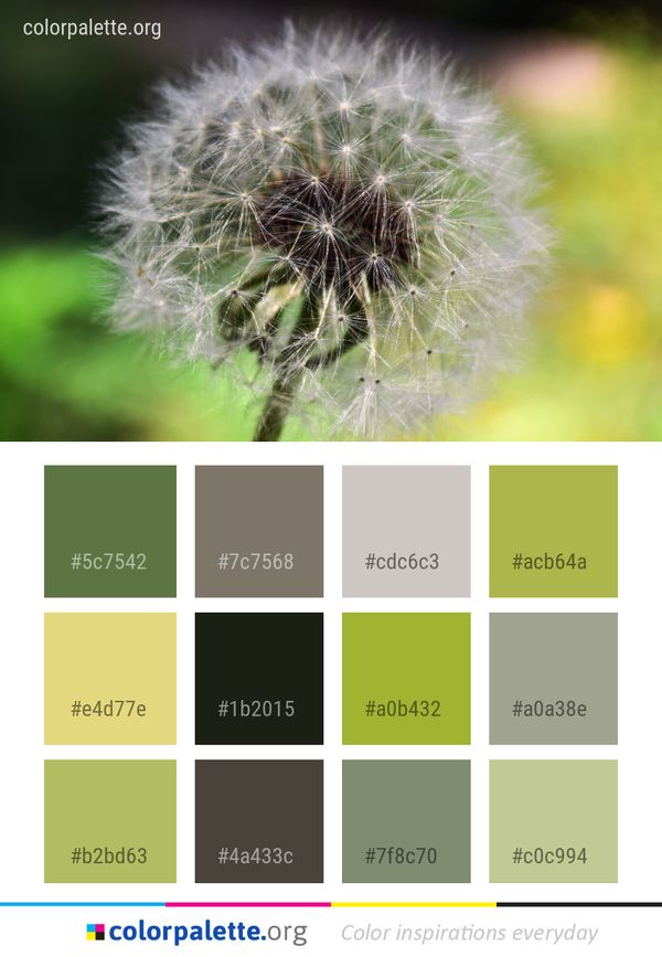 Dandelion Flower Vegetation Color Palette
