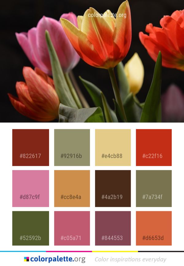 Flower Flowering Plant Tulip Color Palette