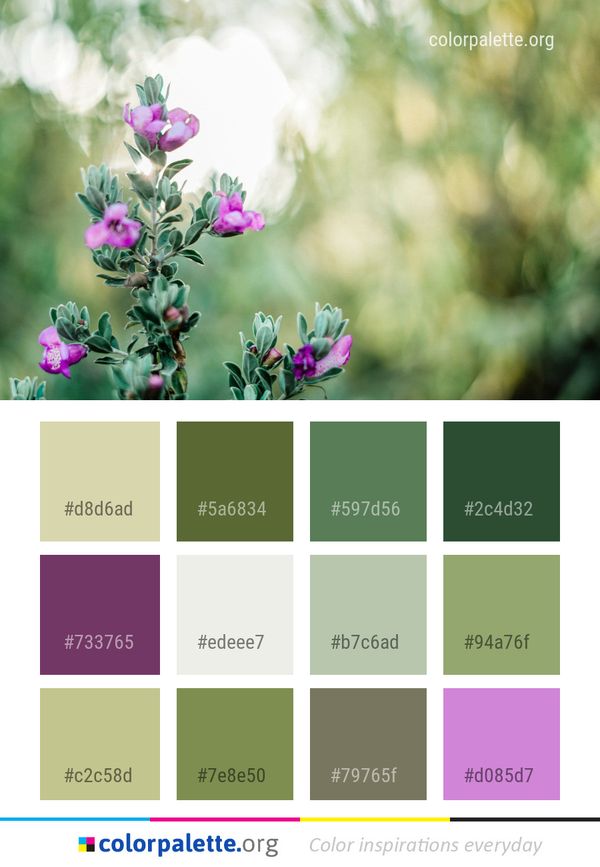 Flower Plant Flora Color Palette