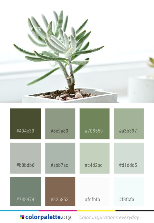 Plant Flowerpot Houseplant Color Palette