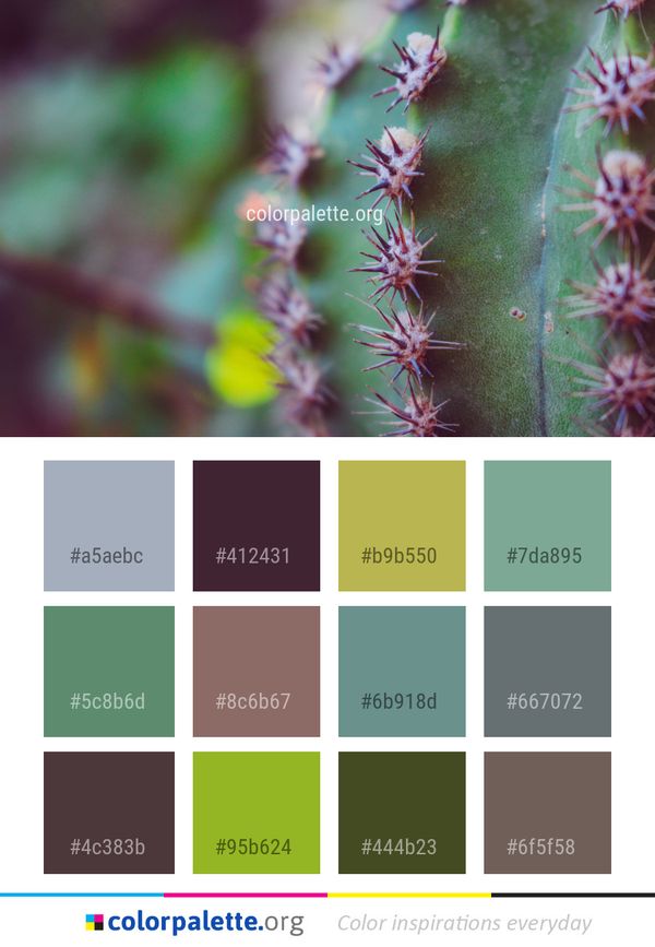 Thorns Spines And Prickles Flora Plant Color Palette