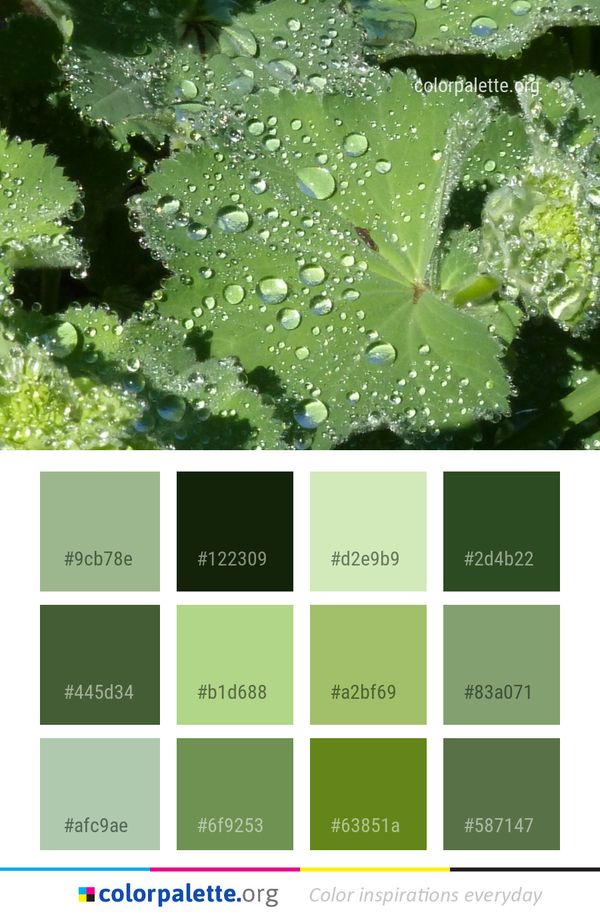Water Dew Vegetation Color Palette