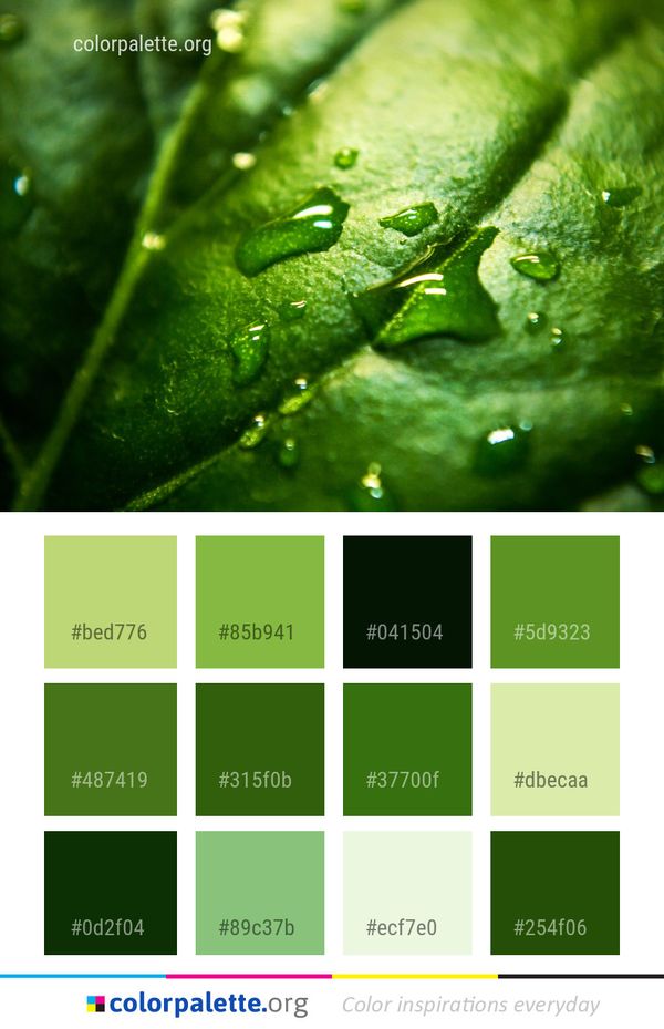 Water Green Drop Color Palette