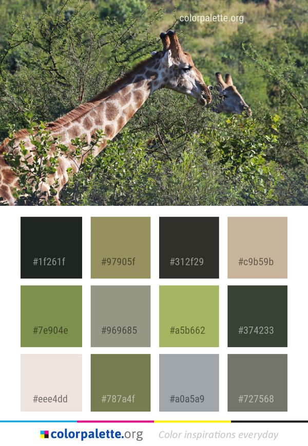 Wildlife Giraffe Terrestrial Animal Color Palette
