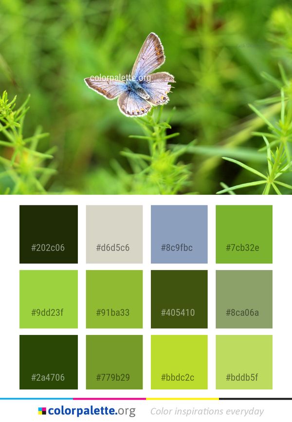 Butterfly Moths And Butterflies Insect Color Palette