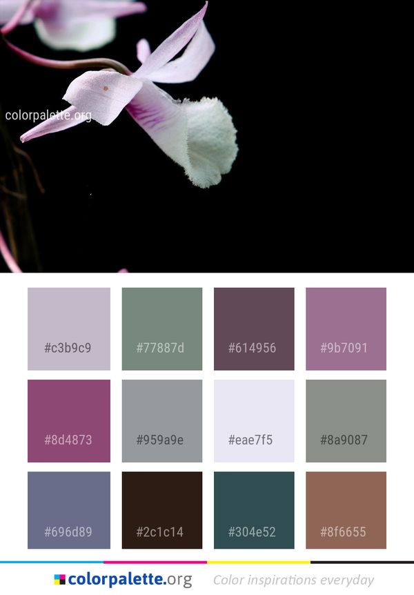 Flower Pink Plant Color Palette