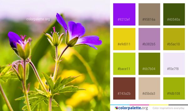 Flower Flora Plant Color Palette