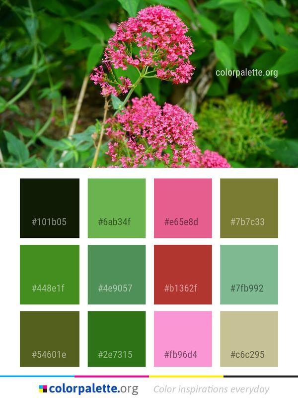 Flower Plant Flora Color Palette
