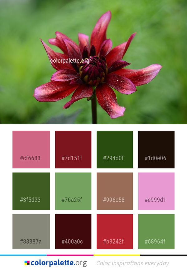 Flower Plant Flora Color Palette
