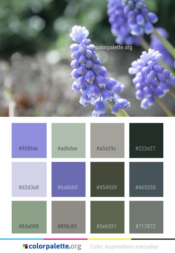 Blue Flower Plant Color Palette