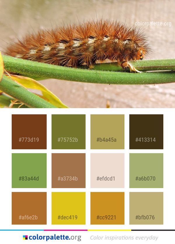 Caterpillar Insect Larva Color Palette