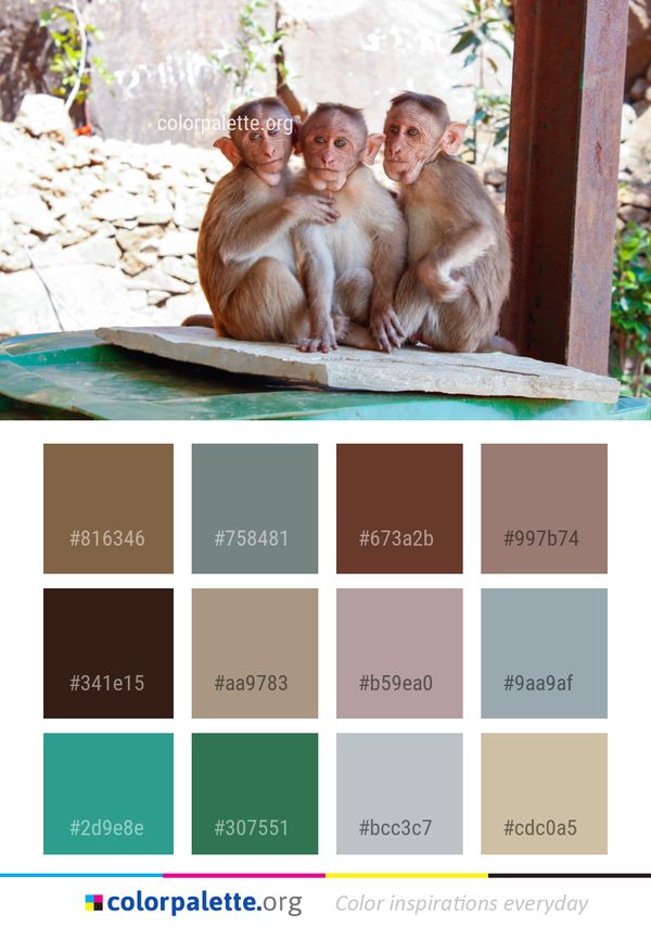 Fauna Mammal Macaque Color Palette