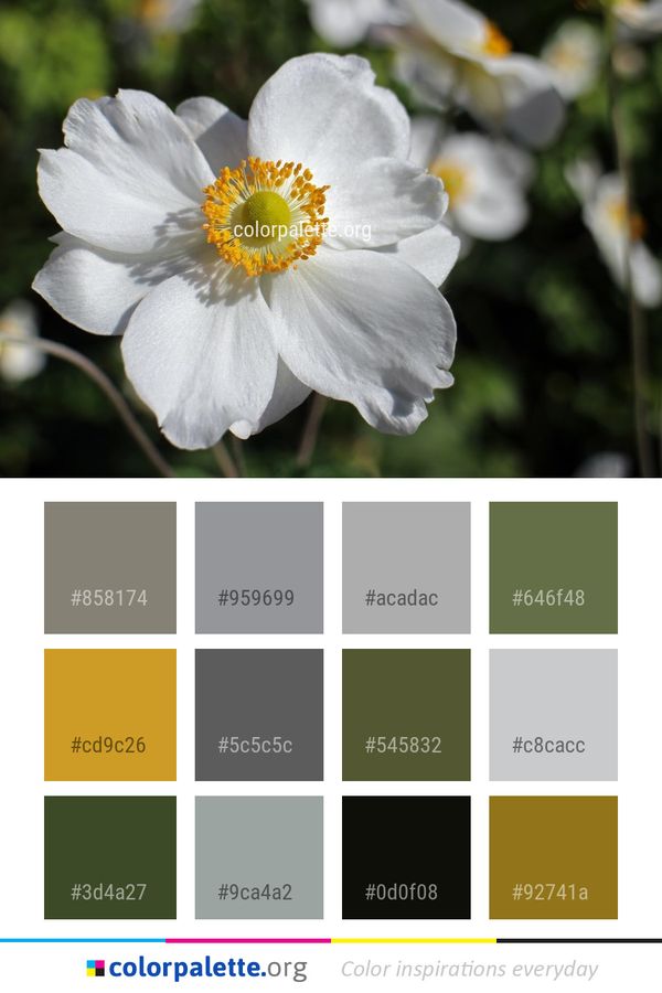 Flower Flora Plant Color Palette