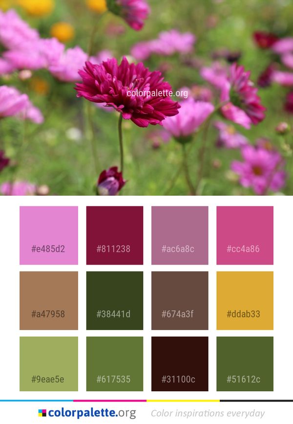 Flower Pink Garden Cosmos Color Palette