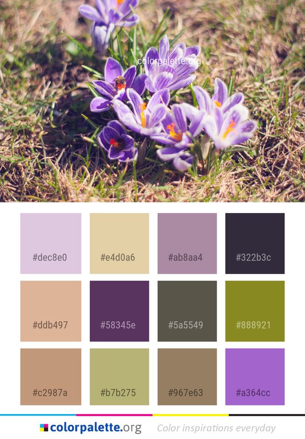 Flower Plant Flora Color Palette
