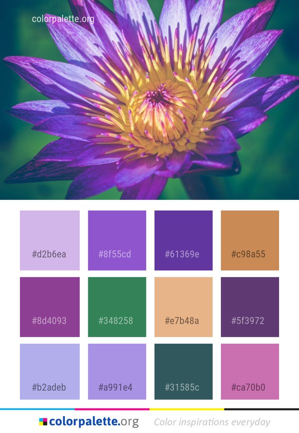 Flower Purple Flora Color Palette