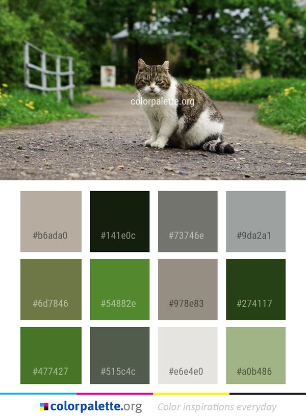 Cat Fauna Small To Medium Sized Cats Color Palette