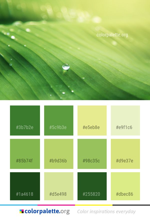 Dew Water Green Color Palette