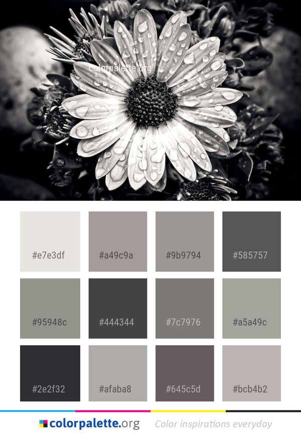 Flower Black And White Monochrome Photography Color Palette