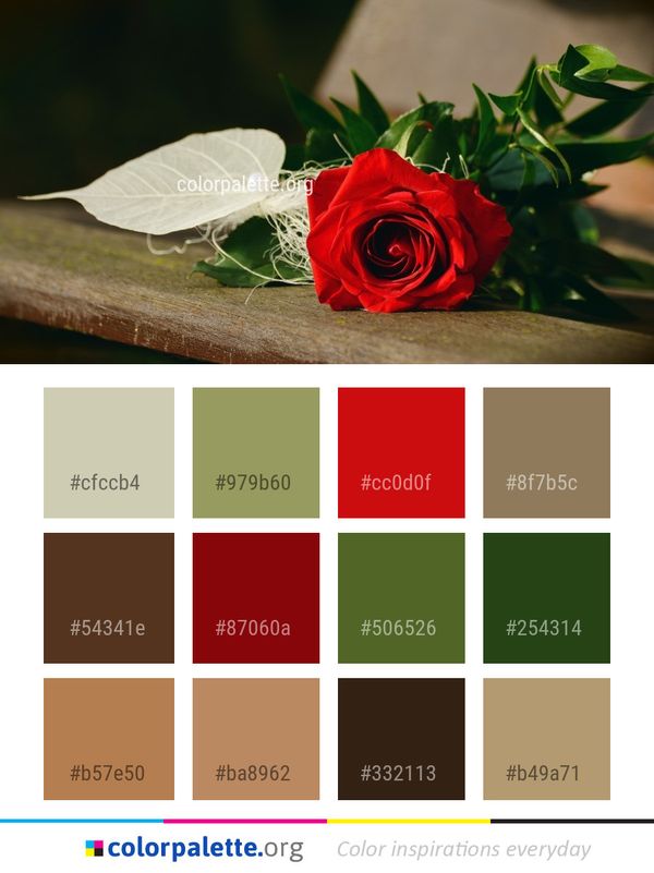 Flower Red Rose Family Color Palette