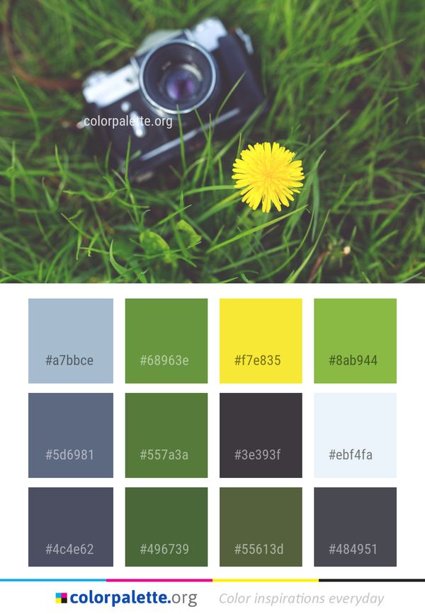 Flower Yellow Flora Color Palette