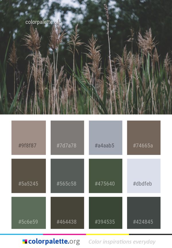 Grass Plant Family Color Palette
