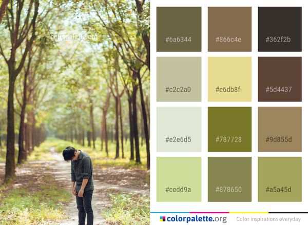 Photograph Nature Tree Color Palette