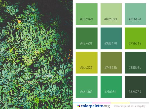Plant Leaf Flora Color Palette