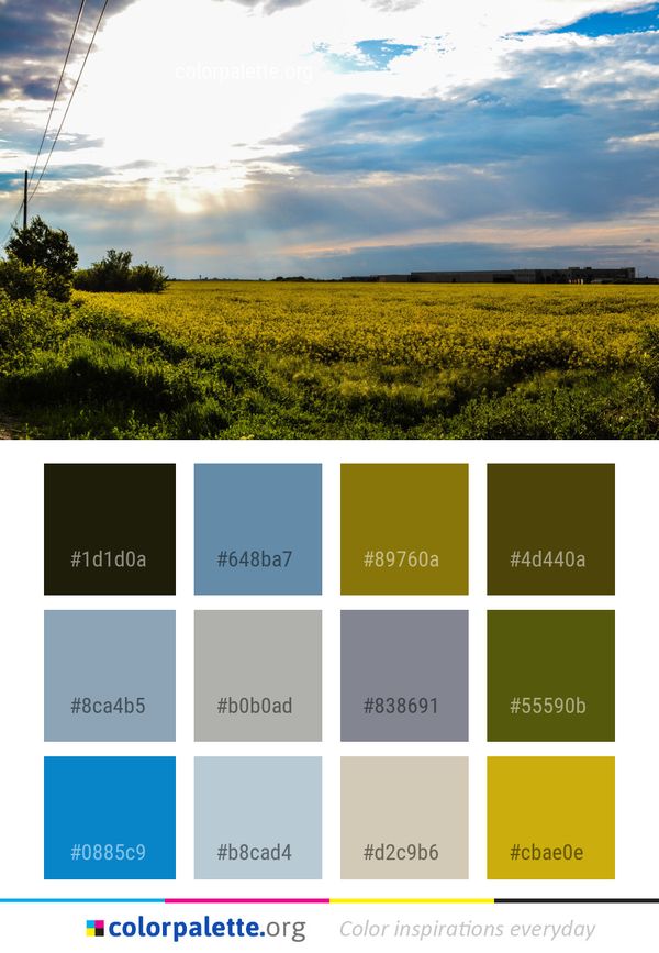 Sky Field Yellow Color Palette