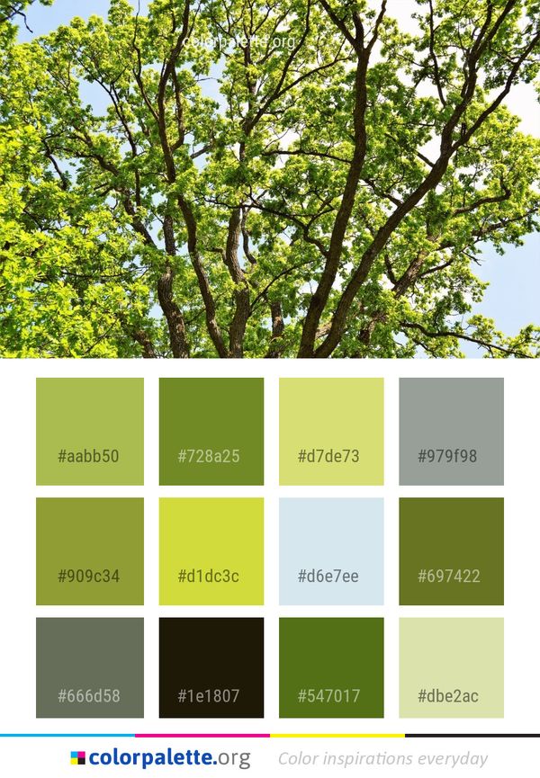 Tree Branch Woody Plant Color Palette