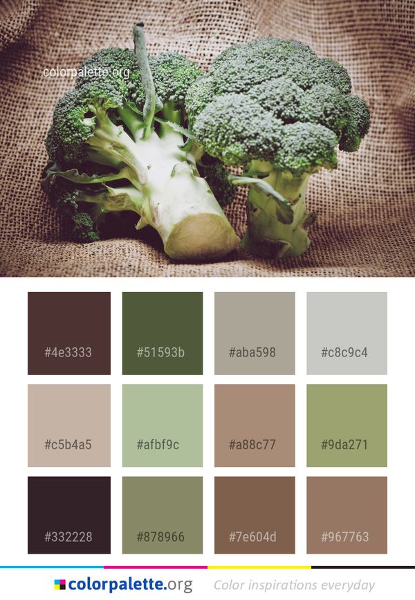 Vegetable Broccoli Produce Color Palette