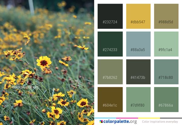 Flower Wildflower Yellow Color Palette