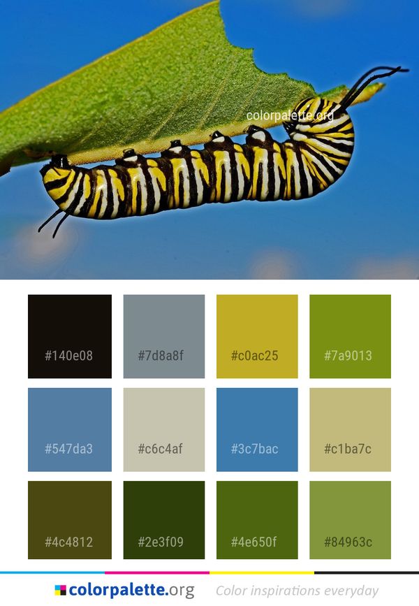 Insect Caterpillar Ecosystem Color Palette