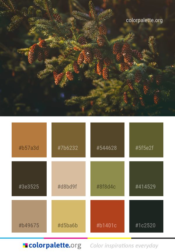 Tree Spruce Pine Family Color Palette