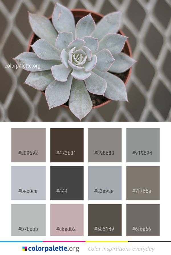 Flower Plant Flora Color Palette