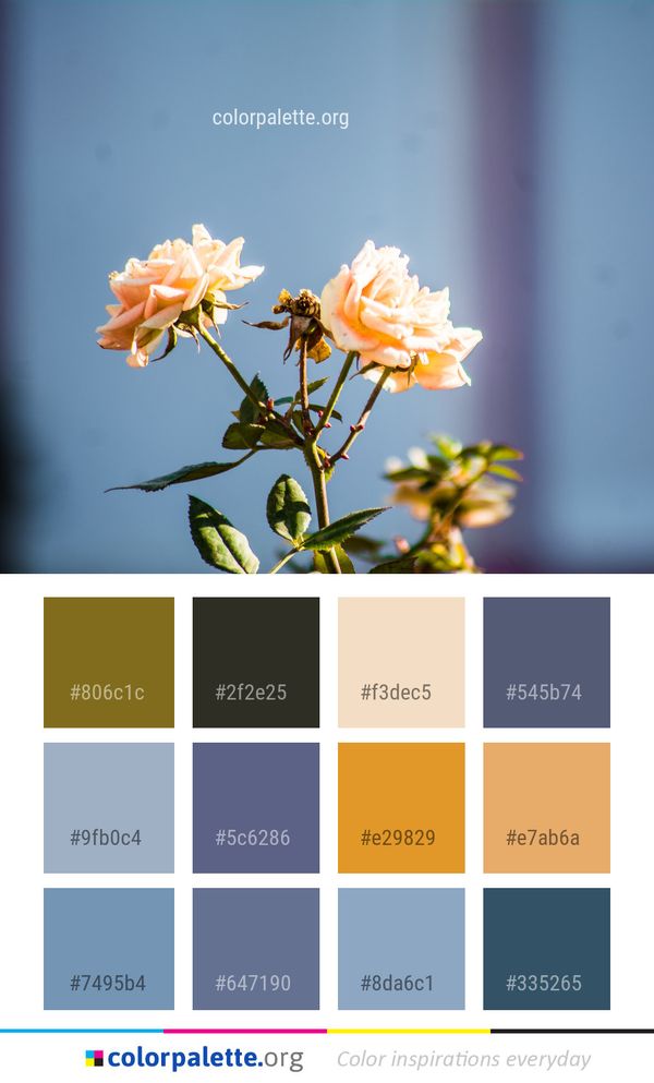 Flower Rose Family Flowering Plant Color Palette