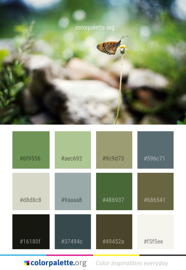 Insect Butterfly Moths And Butterflies Color Palette