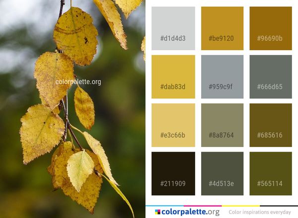 Leaf Autumn Deciduous Color Palette