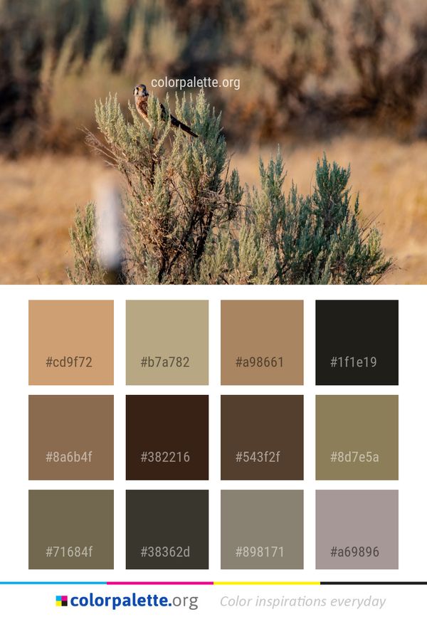 Ecosystem Vegetation Shrubland Color Palette