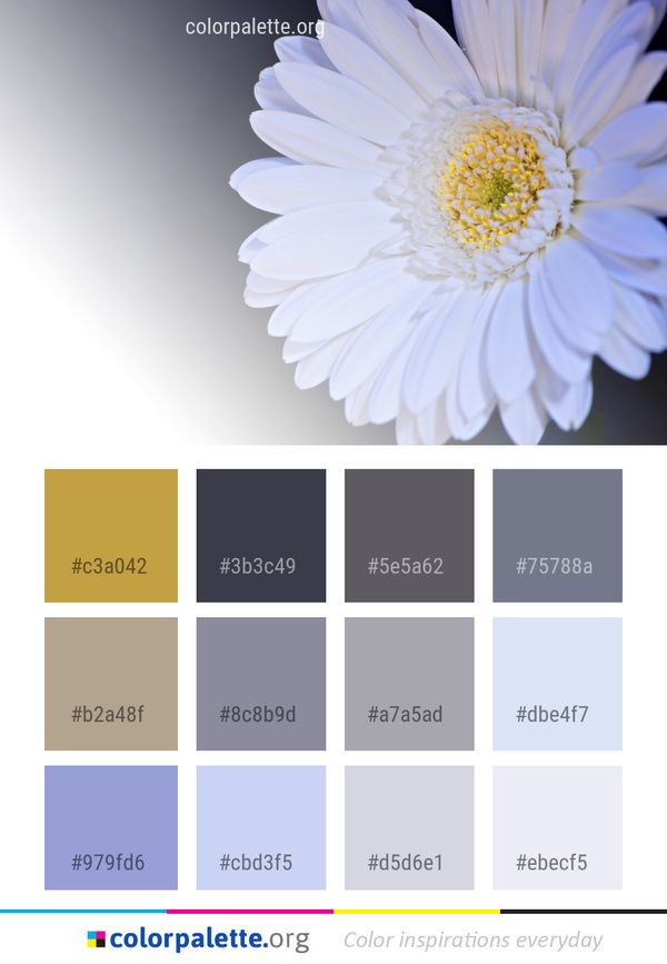 Flower White Daisy Color Palette