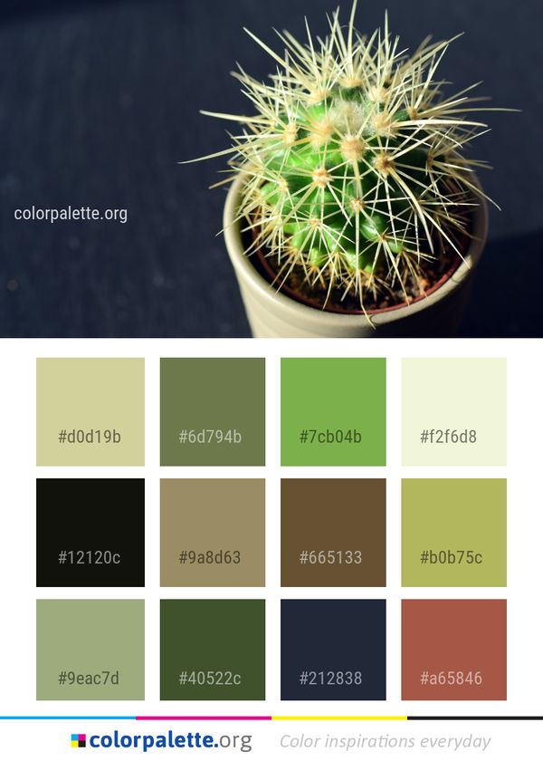 Plant Cactus Thorns Spines And Prickles Color Palette